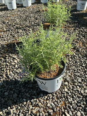 Denim n Lace Russian Sage in a Proven Winners #1 container showing silvery-green foliage and small purple blooms.