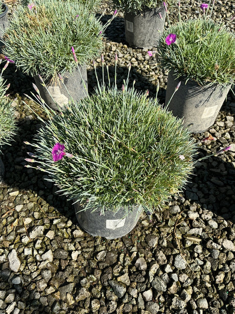Firewitch Dianthus in a #1 nursery container showing blue-green mounding foliage with bright magenta blooms and buds.