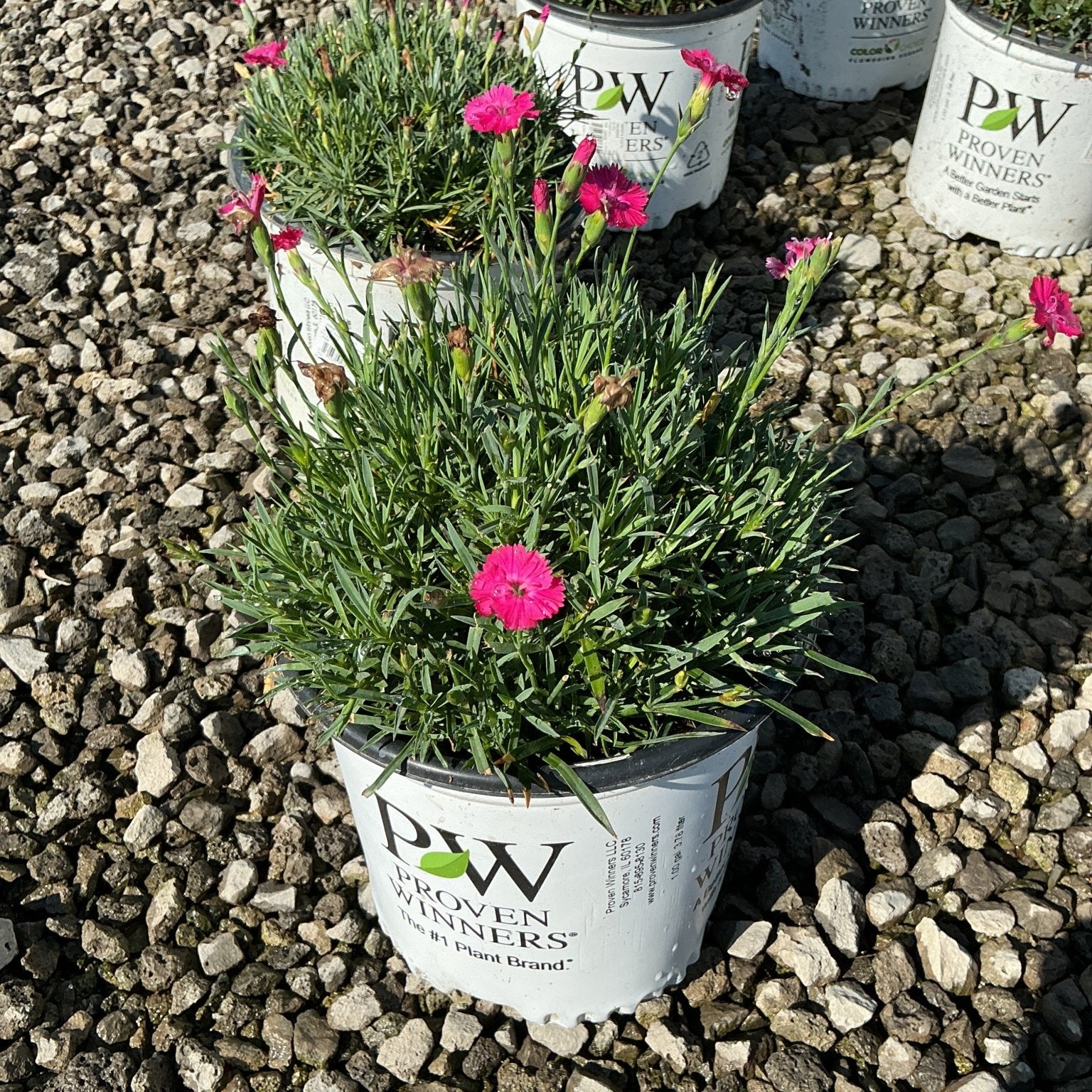 Paint the Town Magenta Dianthus in a Proven Winners #1 container with bright pink blooms on a gravel surface.