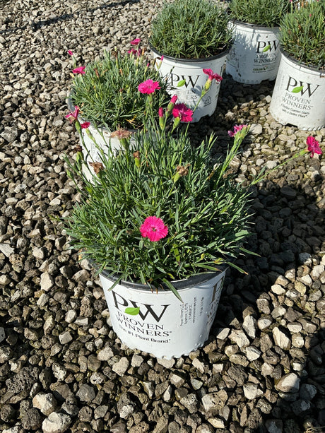 Paint the Town Magenta Dianthus in a Proven Winners #1 container with bright pink blooms on a gravel surface.