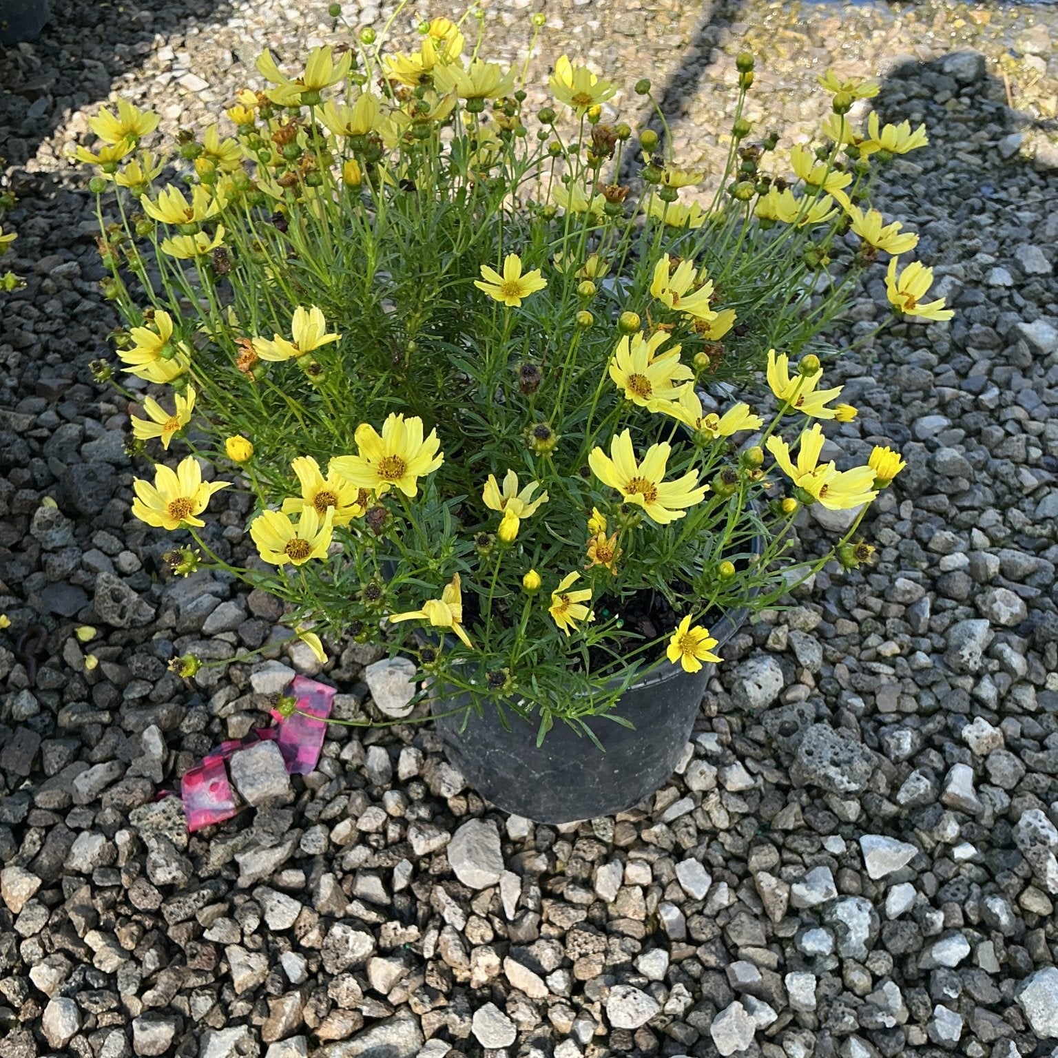 Creme Brulee Coreopsis in a black nursery container, covered in bright yellow daisy-like blooms on fine green foliage.
