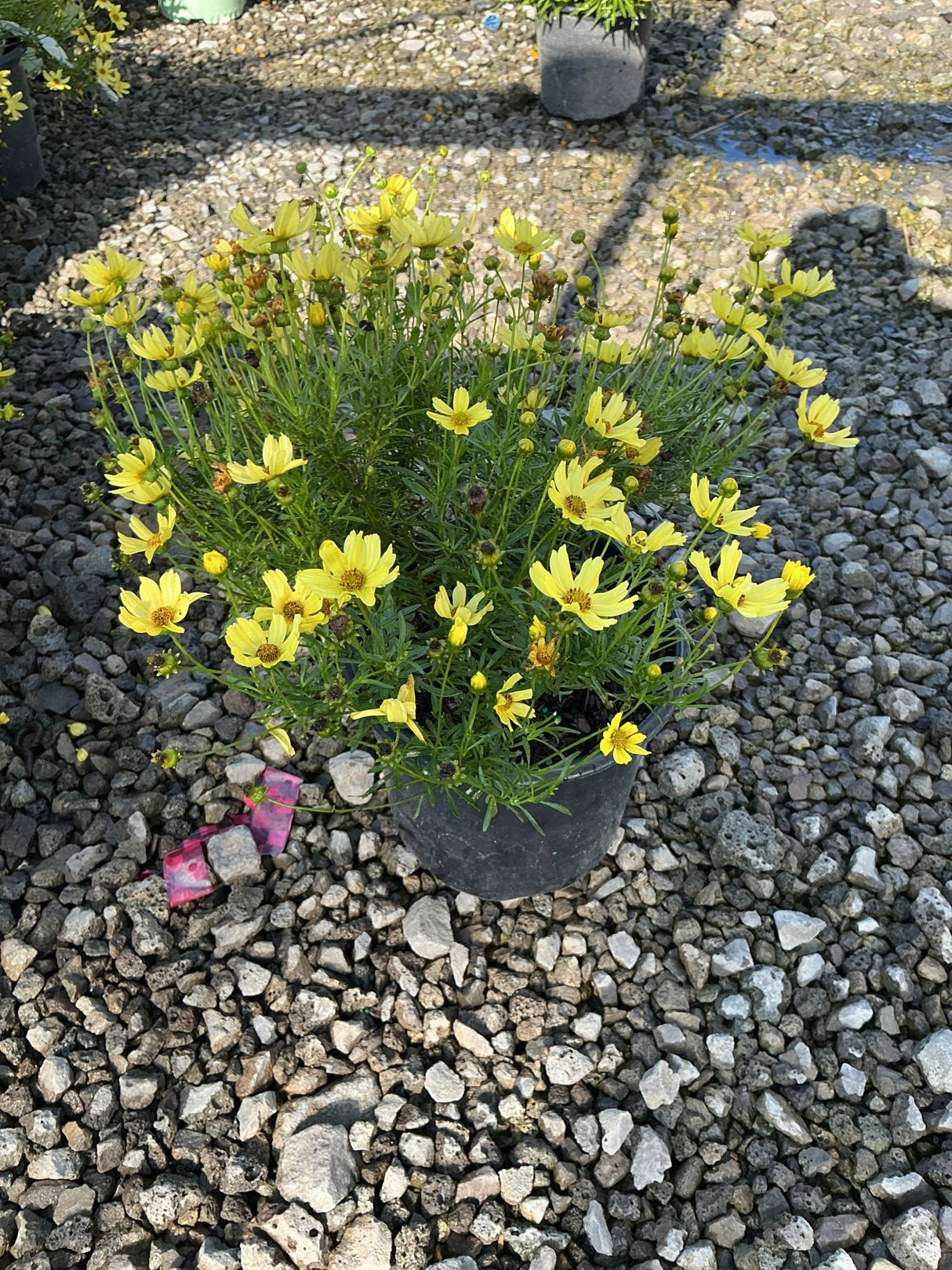 Creme Brulee Coreopsis in a black nursery container, covered in bright yellow daisy-like blooms on fine green foliage.