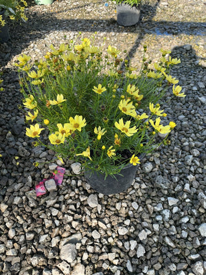 Creme Brulee Coreopsis in a black nursery container, covered in bright yellow daisy-like blooms on fine green foliage.