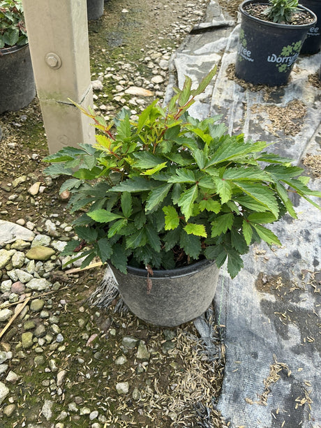 Younique Pink Astilbe growing in a container, showing lush green foliage with reddish new growth tips.