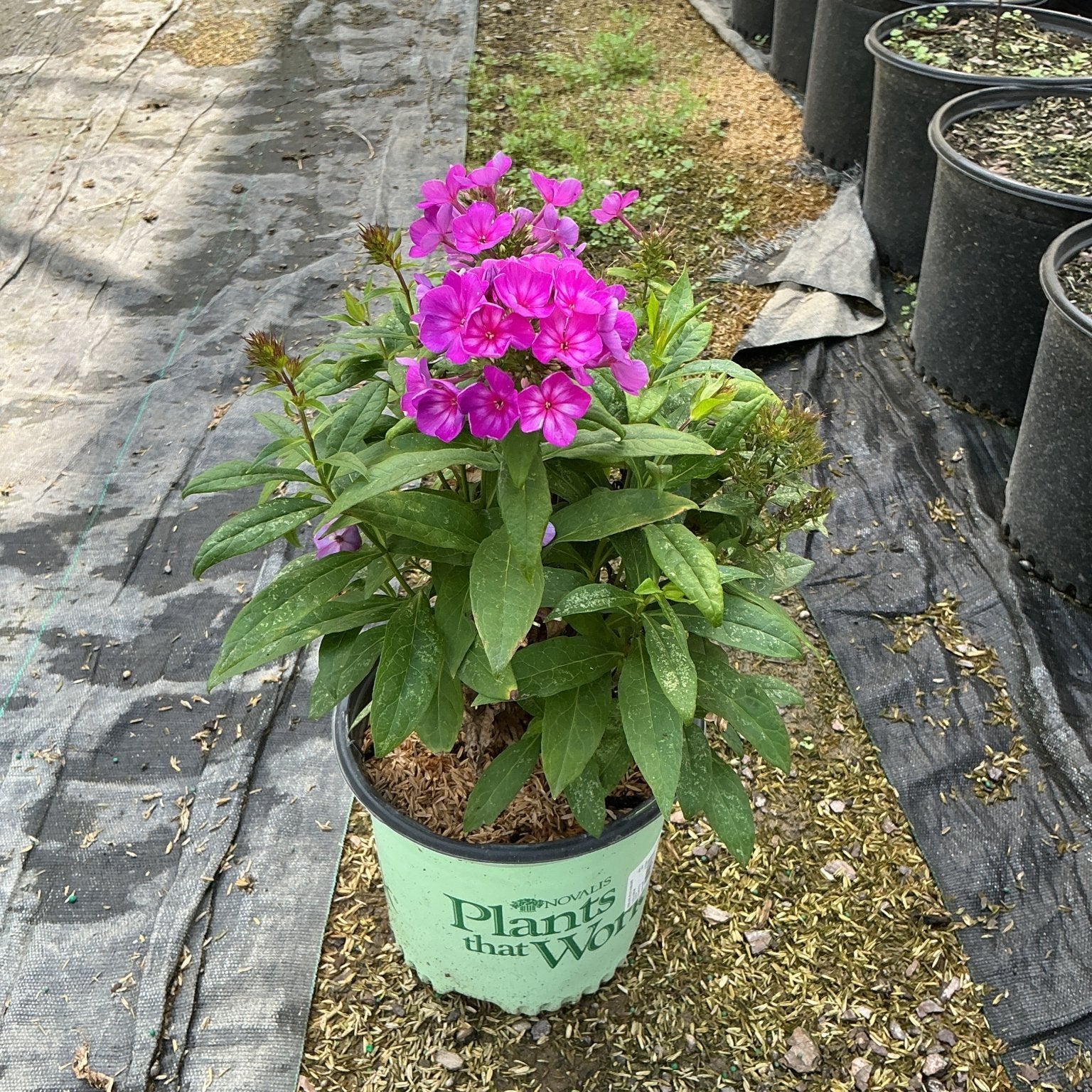 Grape Lollipop Phlox blooming in a nursery container with vibrant magenta flower clusters and lush green foliage.