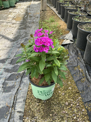 Grape Lollipop Phlox blooming in a nursery container with vibrant magenta flower clusters and lush green foliage.