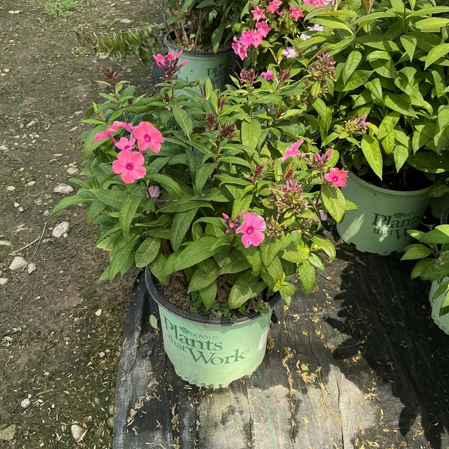 Coral Creme Drop Tall Garden Phlox in a nursery container showing pink blooms and lush green foliage.