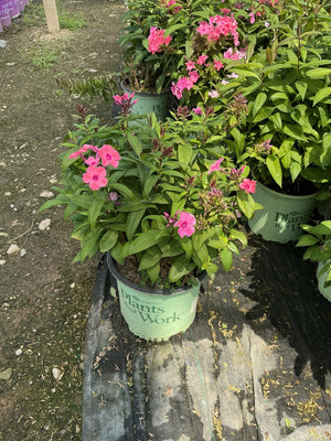 Coral Creme Drop Tall Garden Phlox in a nursery container showing pink blooms and lush green foliage.