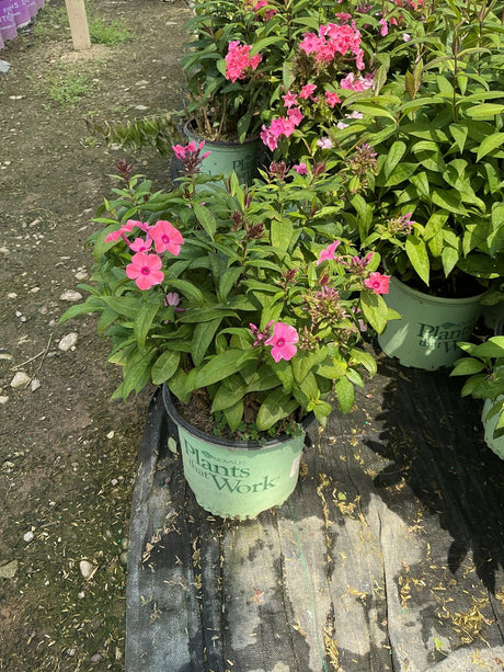 Coral Creme Drop Tall Garden Phlox in a nursery container showing pink blooms and lush green foliage.