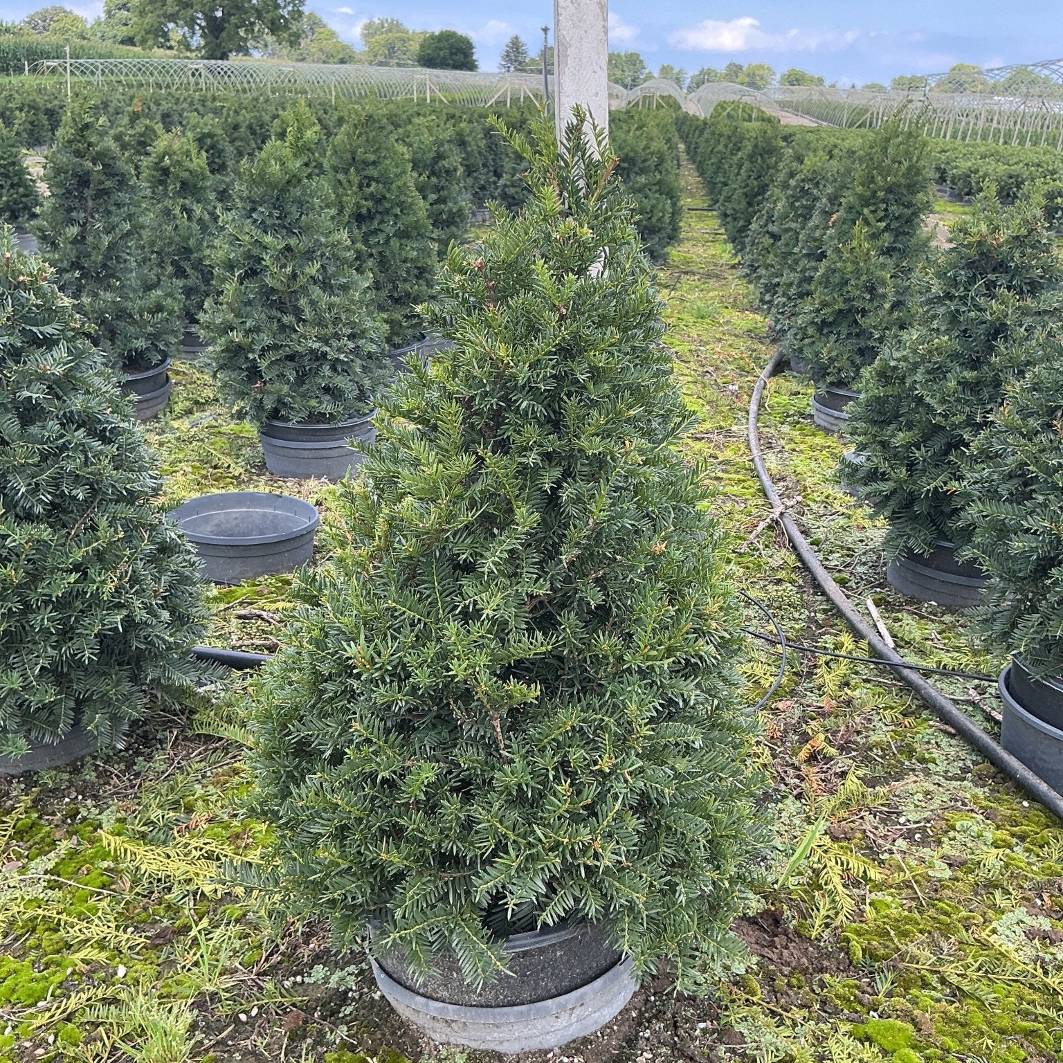 Captain Upright Pyramidal Yew growing in a #3 container at a nursery, showing its dense, dark green conical form.