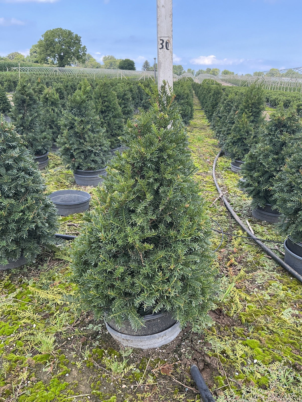 Captain Upright Pyramidal Yew growing in a #3 container at a nursery, showing its dense, dark green conical form.