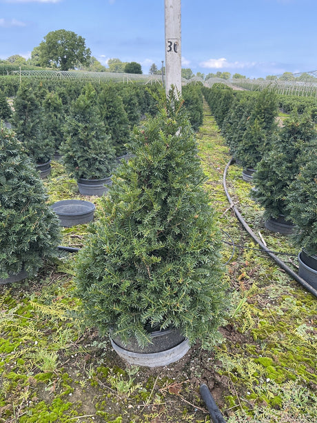 Captain Upright Pyramidal Yew growing in a #3 container at a nursery, showing its dense, dark green conical form.