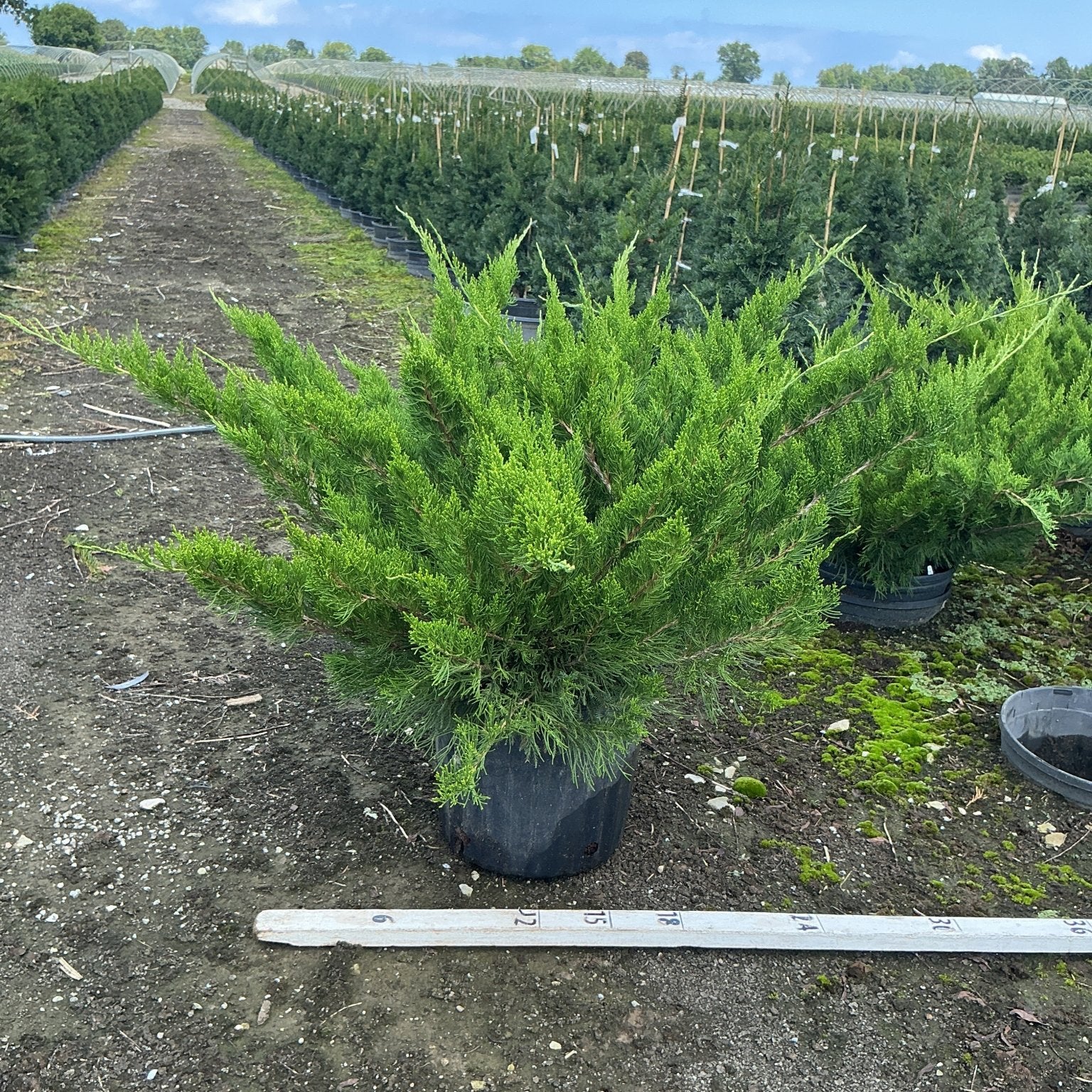 Sea Green Juniper shrub in a #3 container at a nursery, showing its arching bright green foliage and spreading habit.