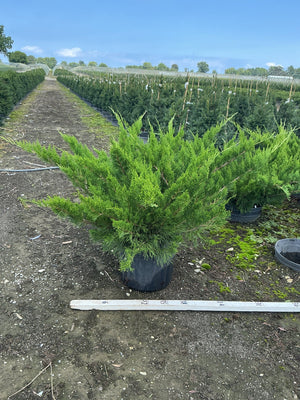 Sea Green Juniper shrub in a #3 container at a nursery, showing its arching bright green foliage and spreading habit.