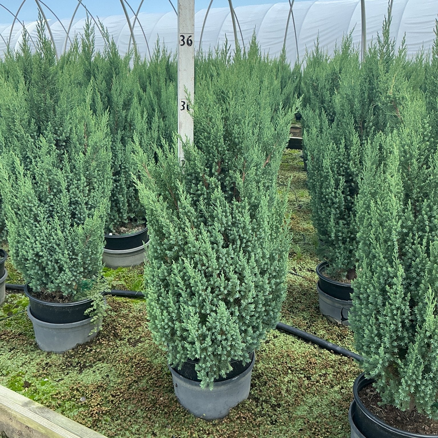 Blue Point Juniper trees in #3 containers growing in rows inside a greenhouse nursery, showing columnar habit and blue-green foliage.