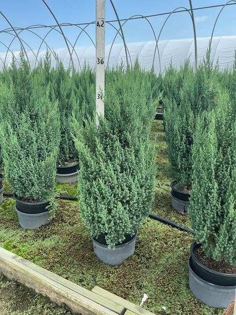 Blue Point Juniper trees in #3 containers growing in rows inside a greenhouse nursery, showing columnar habit and blue-green foliage.