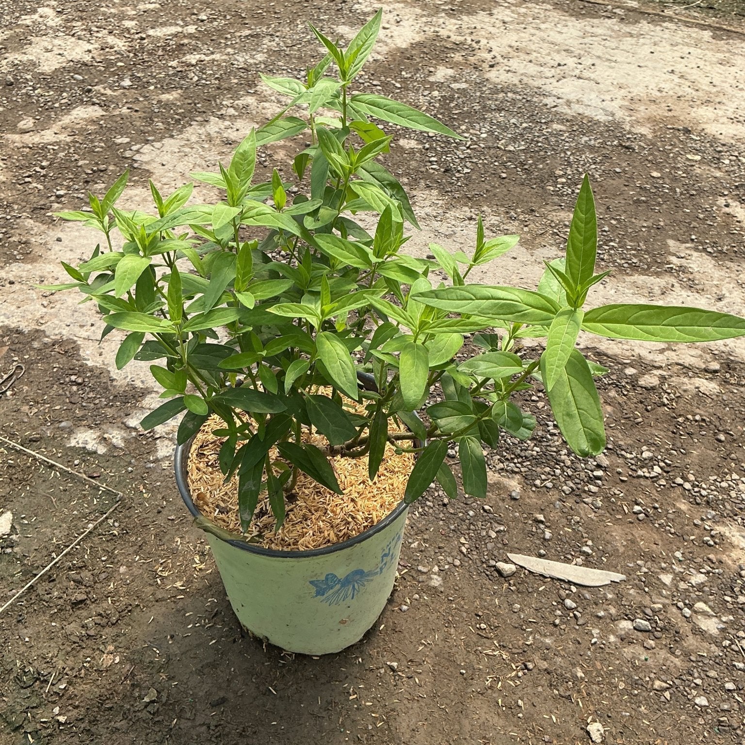 Swamp Milkweed in a painted bucket container showing dense green foliage and upright branching stems.