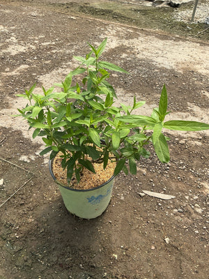 Swamp Milkweed in a painted bucket container showing dense green foliage and upright branching stems.