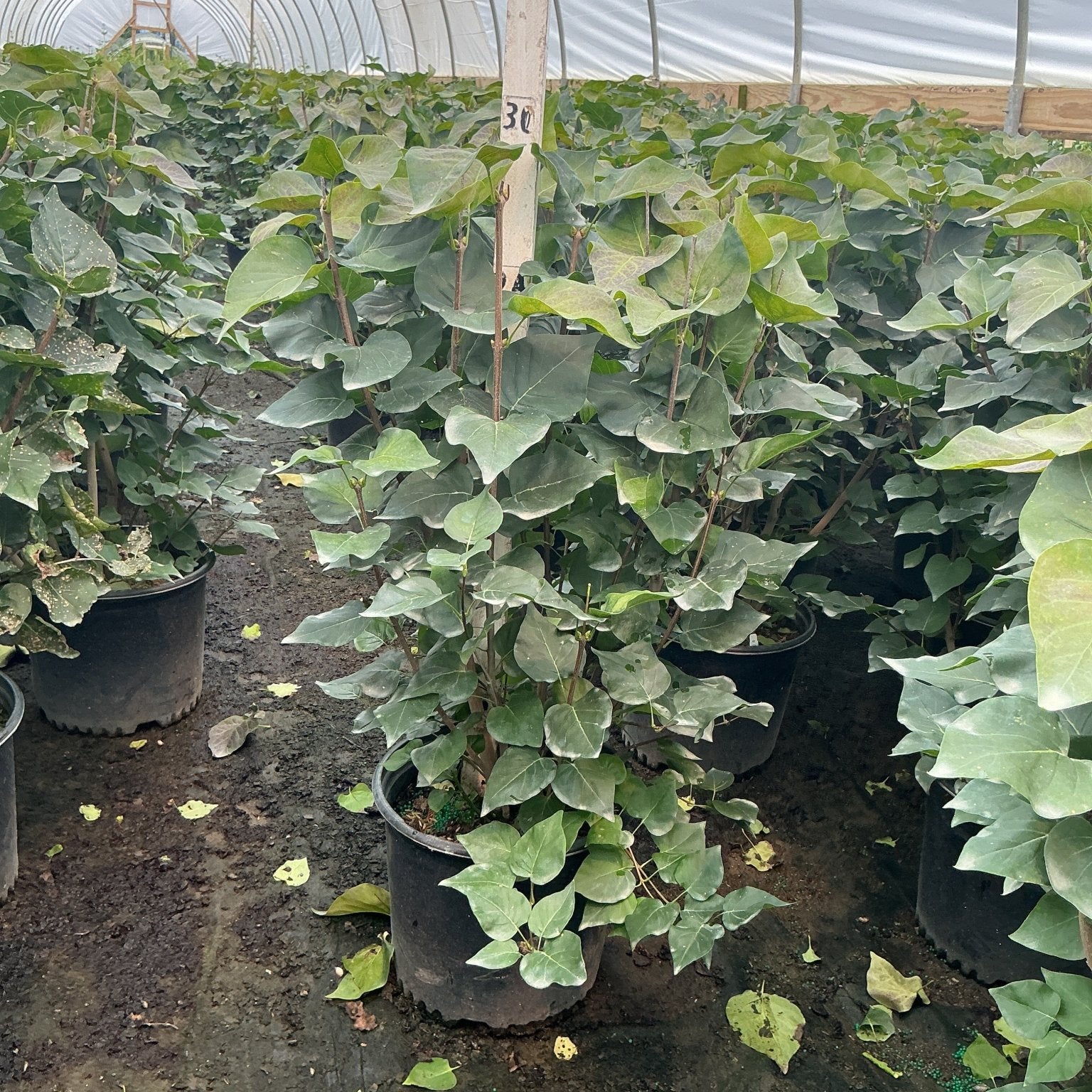 Pocahontas Lilac shrubs growing in black nursery containers inside a greenhouse, showing lush green foliage on upright stems.