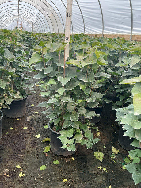 Pocahontas Lilac shrubs growing in black nursery containers inside a greenhouse, showing lush green foliage on upright stems.