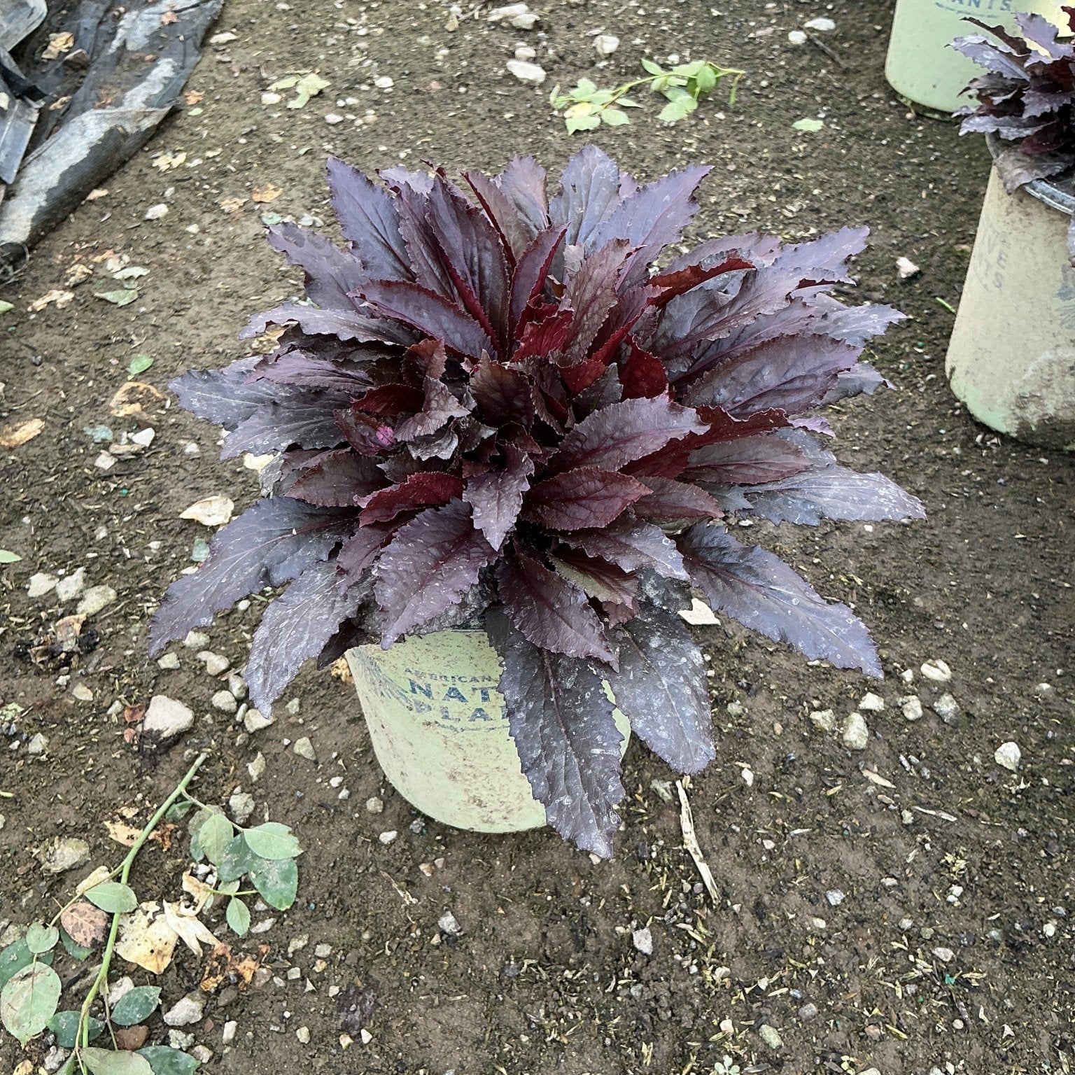 Black Truffle Cardinal Flower in a #1 container showing dramatic dark purple-burgundy foliage rosette at a nursery.