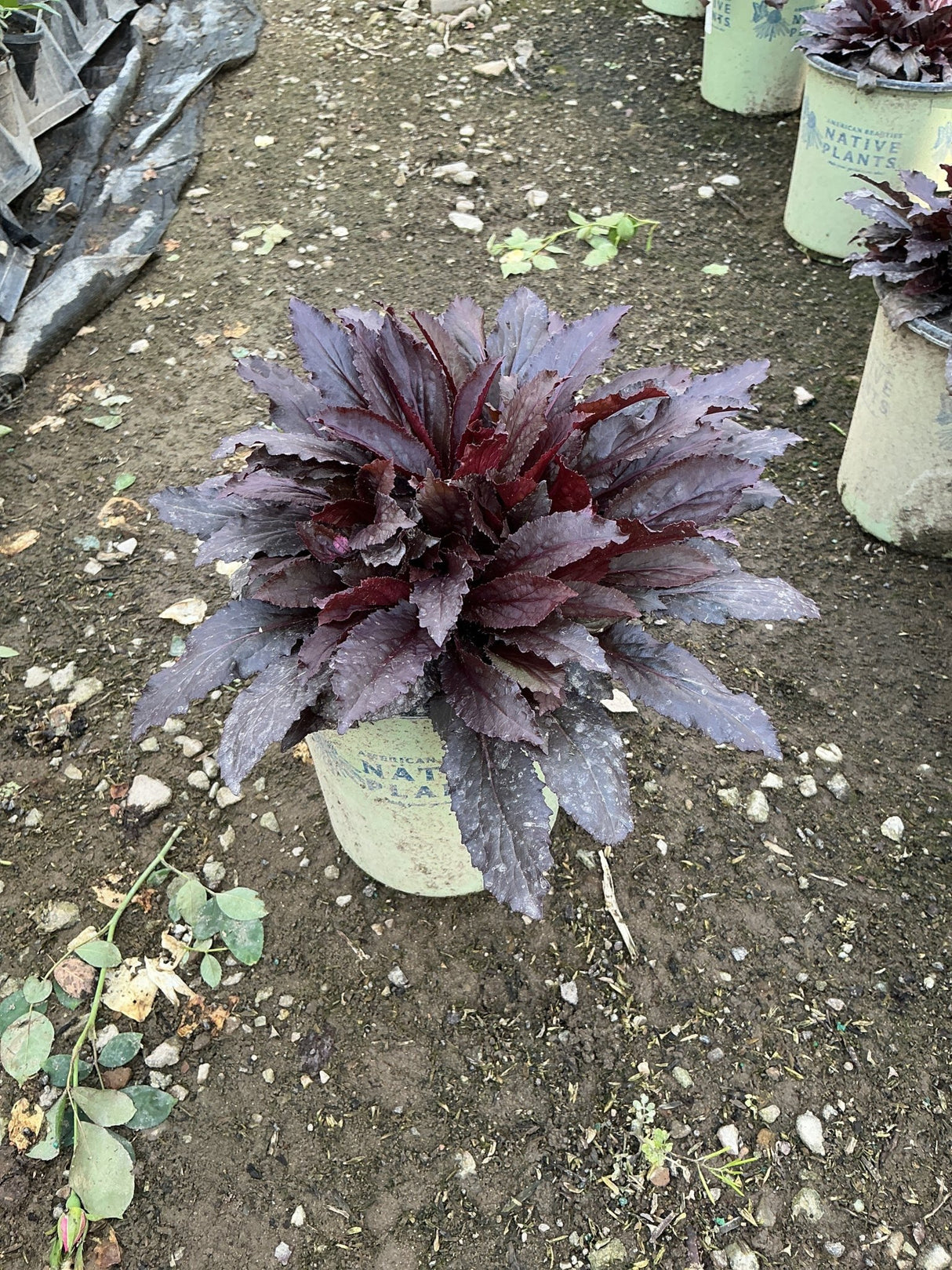 Black Truffle Cardinal Flower in a #1 container showing dramatic dark purple-burgundy foliage rosette at a nursery.