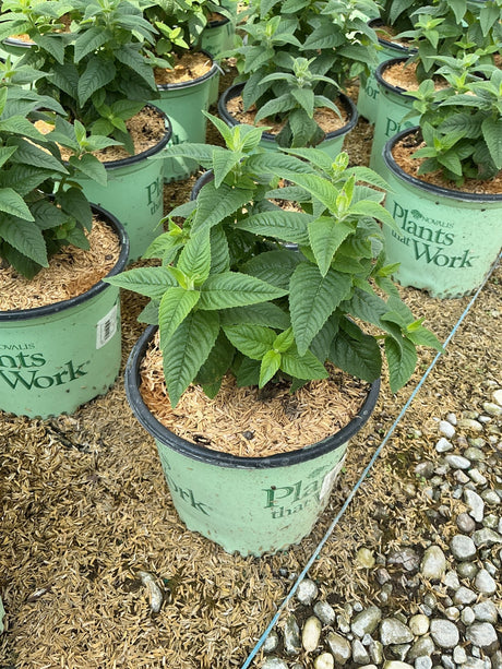 Monarda x 'Grape Gumball' bee balm plants in green Novalis nursery containers displayed at a garden center.