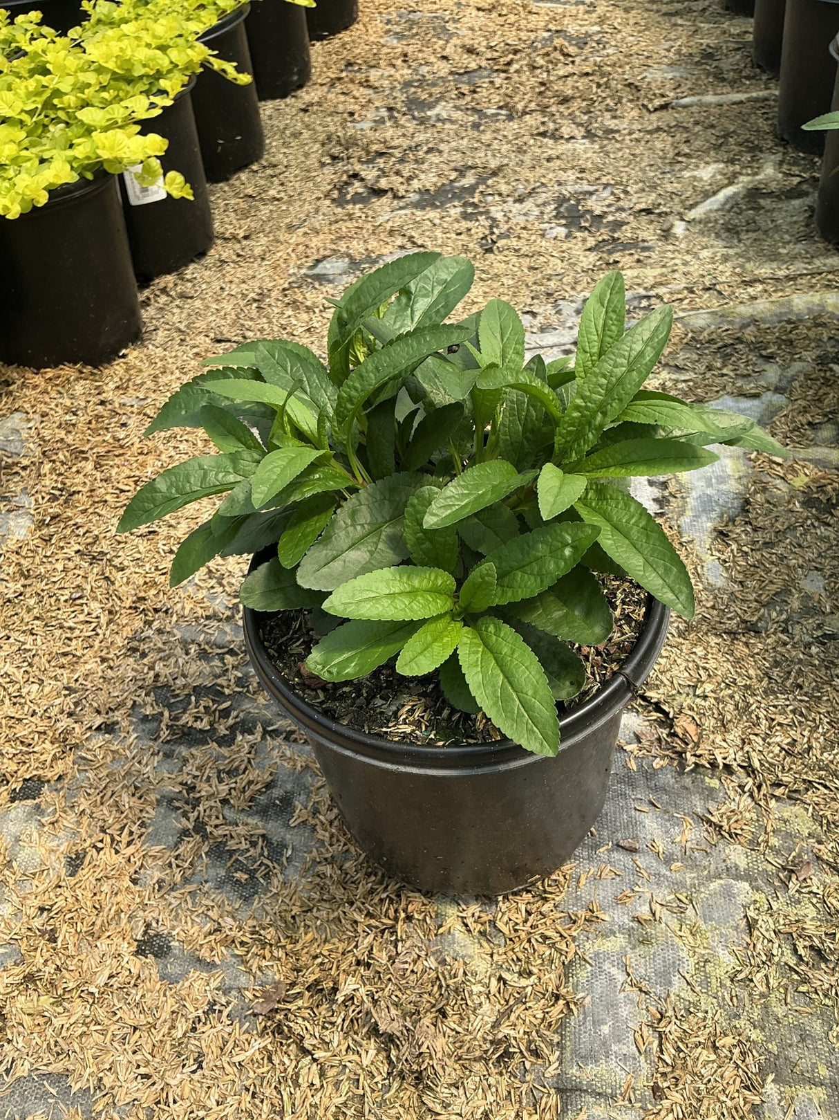 Royal Candles Speedwell Veronica spicata in a #1 nursery container showing dense green foliage in a greenhouse setting.