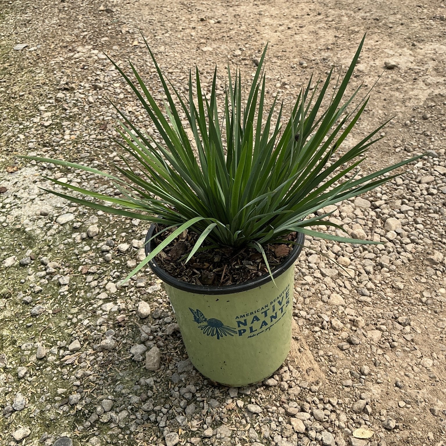 Sisyrinchium angustifolium Lucerne Blue Eyed Grass in a #1 native plants container on gravel.