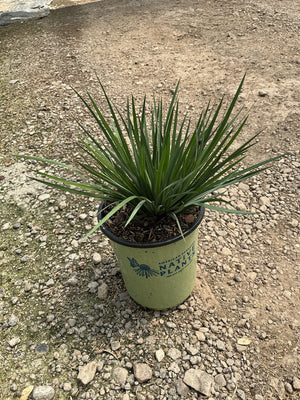 Sisyrinchium angustifolium Lucerne Blue Eyed Grass in a #1 native plants container on gravel.