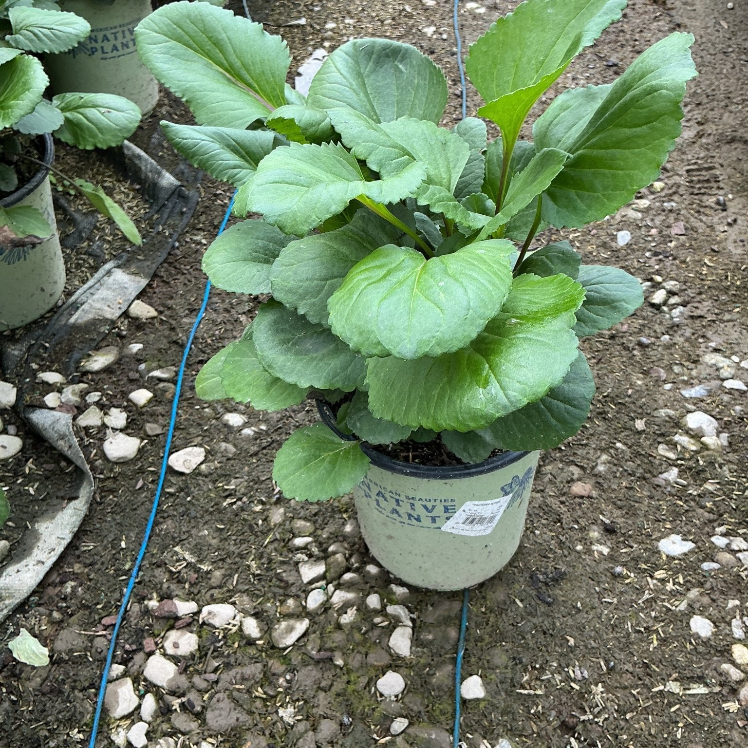 Golden Ragwort in a #1 container showing lush green foliage at a nursery growing area.