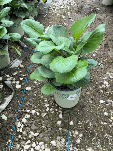 Golden Ragwort in a #1 container showing lush green foliage at a nursery growing area.