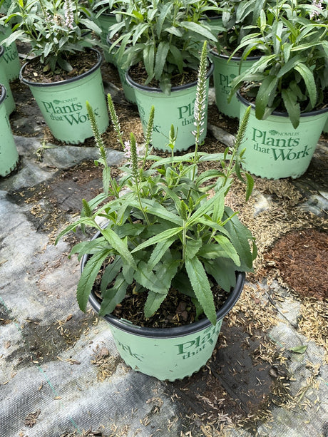 Moody Blues Pink Veronica plants in nursery containers with slender flower spikes beginning to bloom.