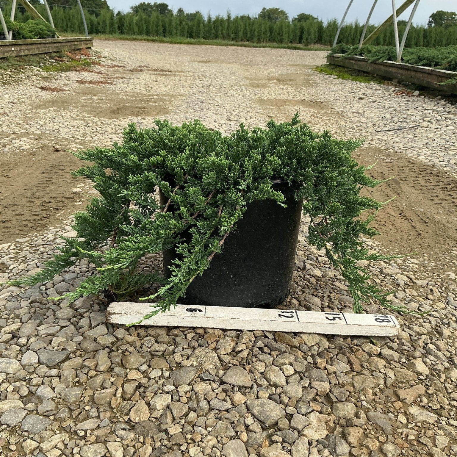 Blue Rug Juniper in a #3 container showing low spreading blue-green foliage with a ruler for scale at a nursery.