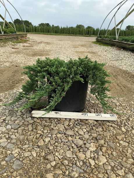 Blue Rug Juniper in a #3 container showing low spreading blue-green foliage with a ruler for scale at a nursery.