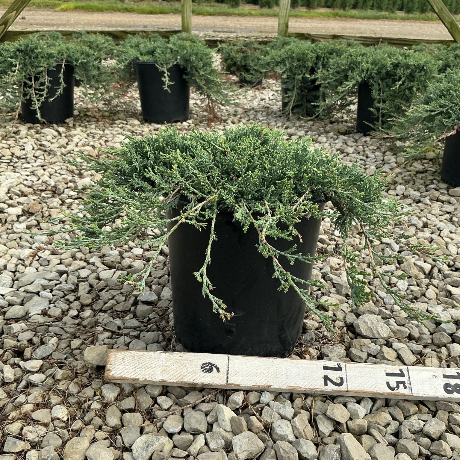 Blue Rug Juniper in a #2 container showing its low spreading habit with blue-green foliage at a nursery.