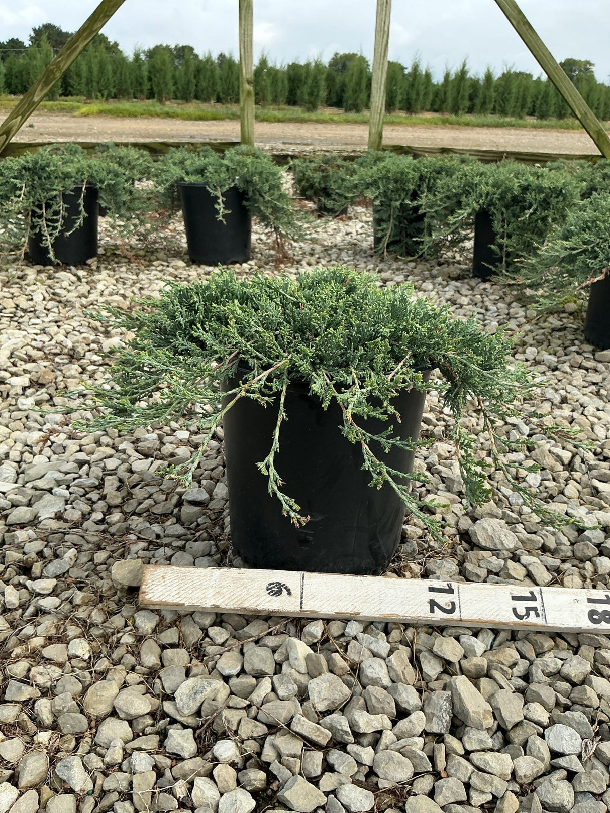 Blue Rug Juniper in a #2 container showing its low spreading habit with blue-green foliage at a nursery.