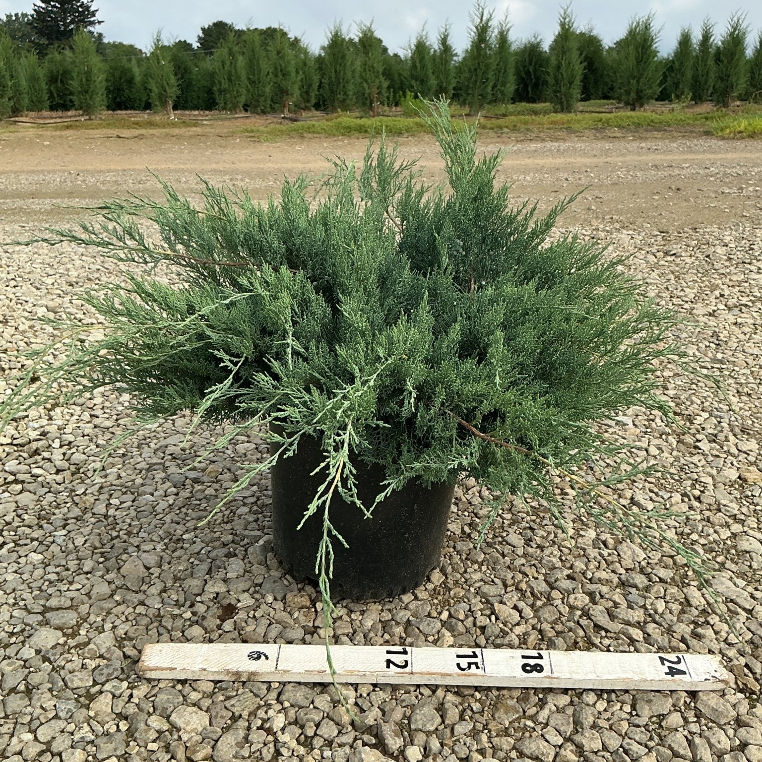 Grey Owl Juniper in a #3 container showing its silvery-blue spreading foliage habit, measured against a ruler on a gravel nursery surface.