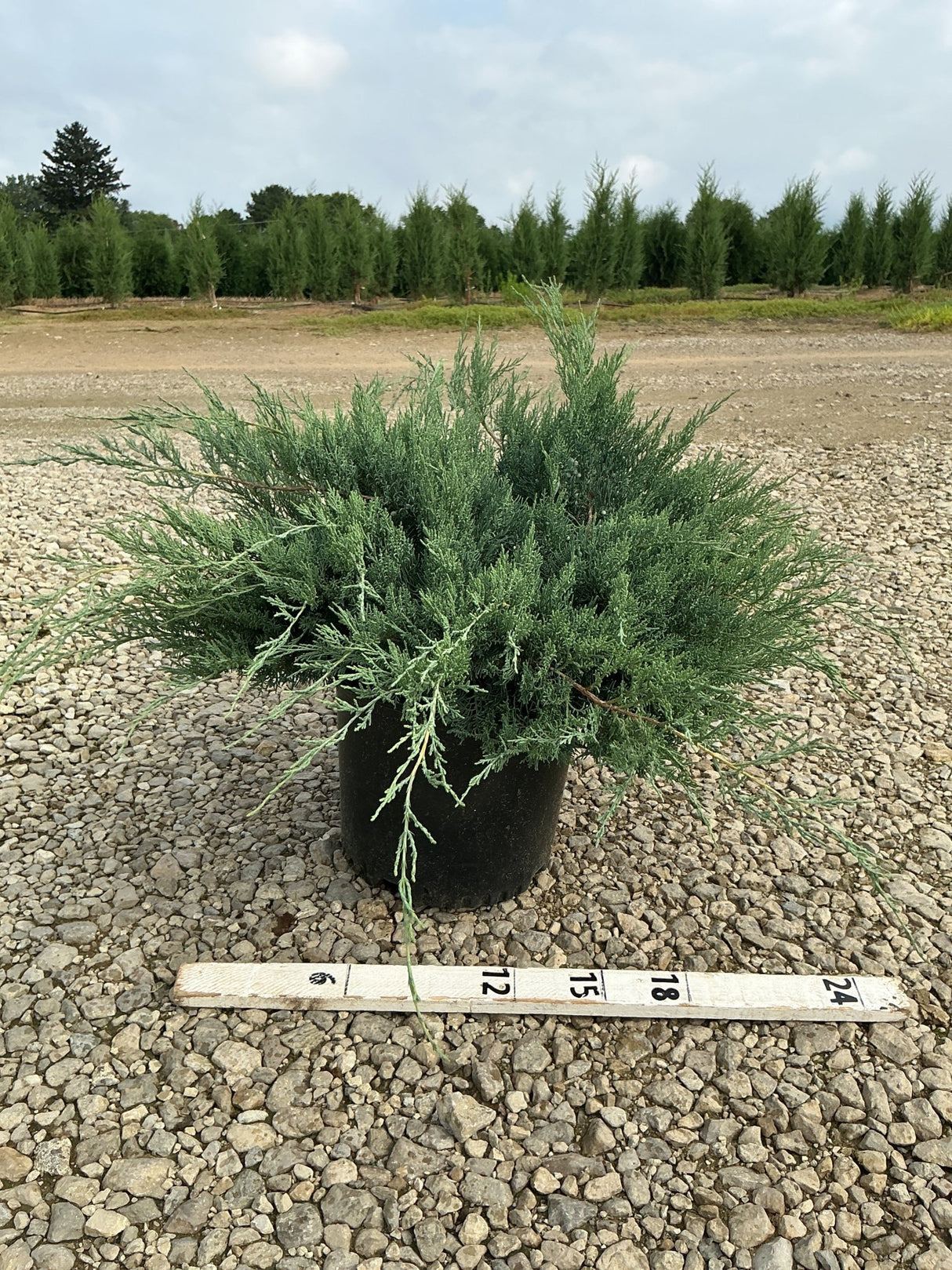 Grey Owl Juniper in a #3 container showing its silvery-blue spreading foliage habit, measured against a ruler on a gravel nursery surface.