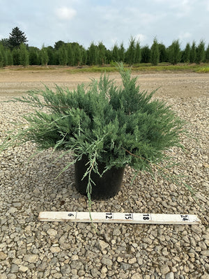 Grey Owl Juniper in a #3 container showing its silvery-blue spreading foliage habit, measured against a ruler on a gravel nursery surface.