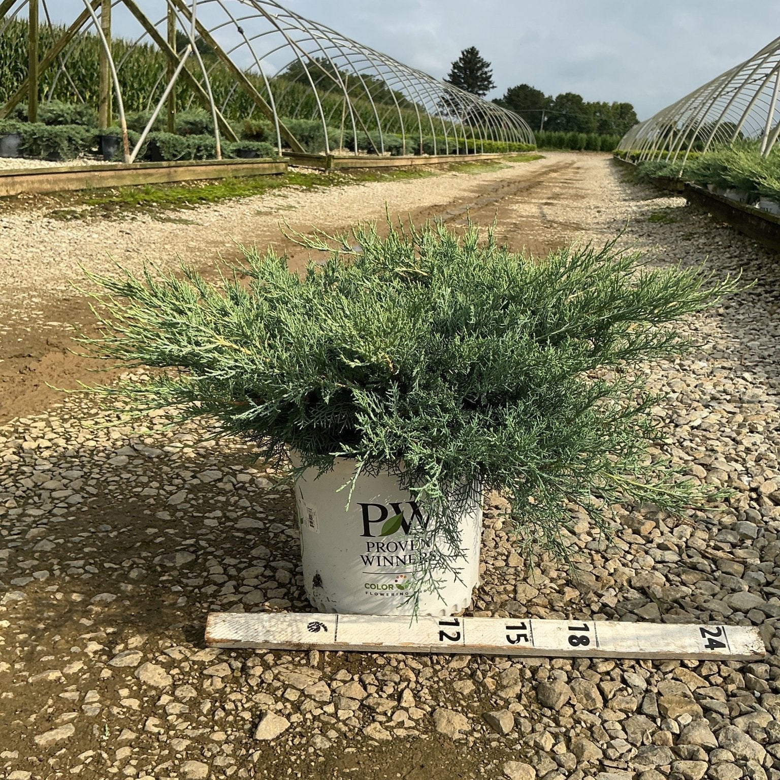 Montana Moss Juniper in a Proven Winners #3 container, showing dense blue-green spreading foliage at a nursery.