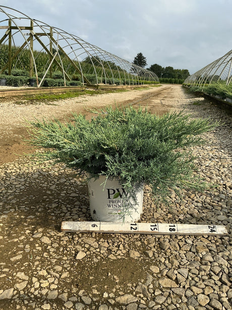 Montana Moss Juniper in a Proven Winners #3 container, showing dense blue-green spreading foliage at a nursery.