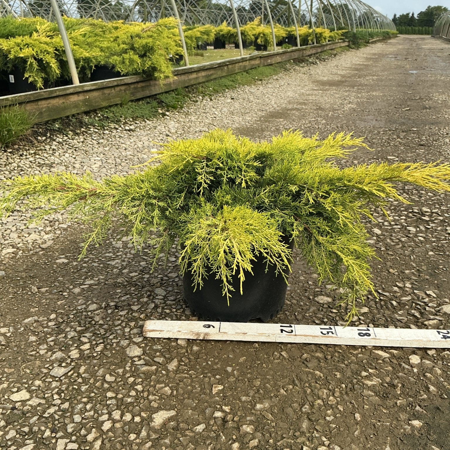 Gold Lace Juniper in a #3 container displaying spreading golden-green foliage, measured against a ruler at a nursery.