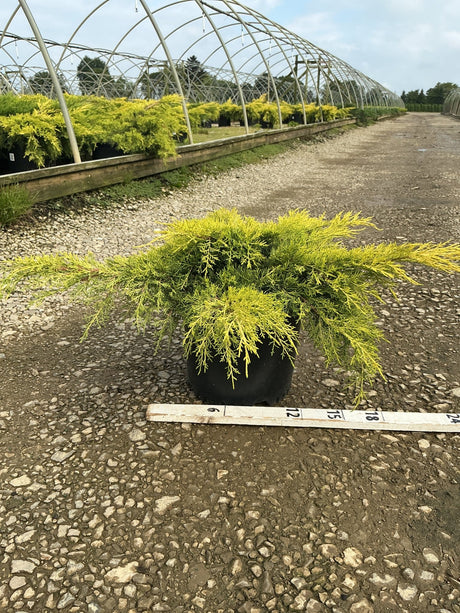 Gold Lace Juniper in a #3 container displaying spreading golden-green foliage, measured against a ruler at a nursery.