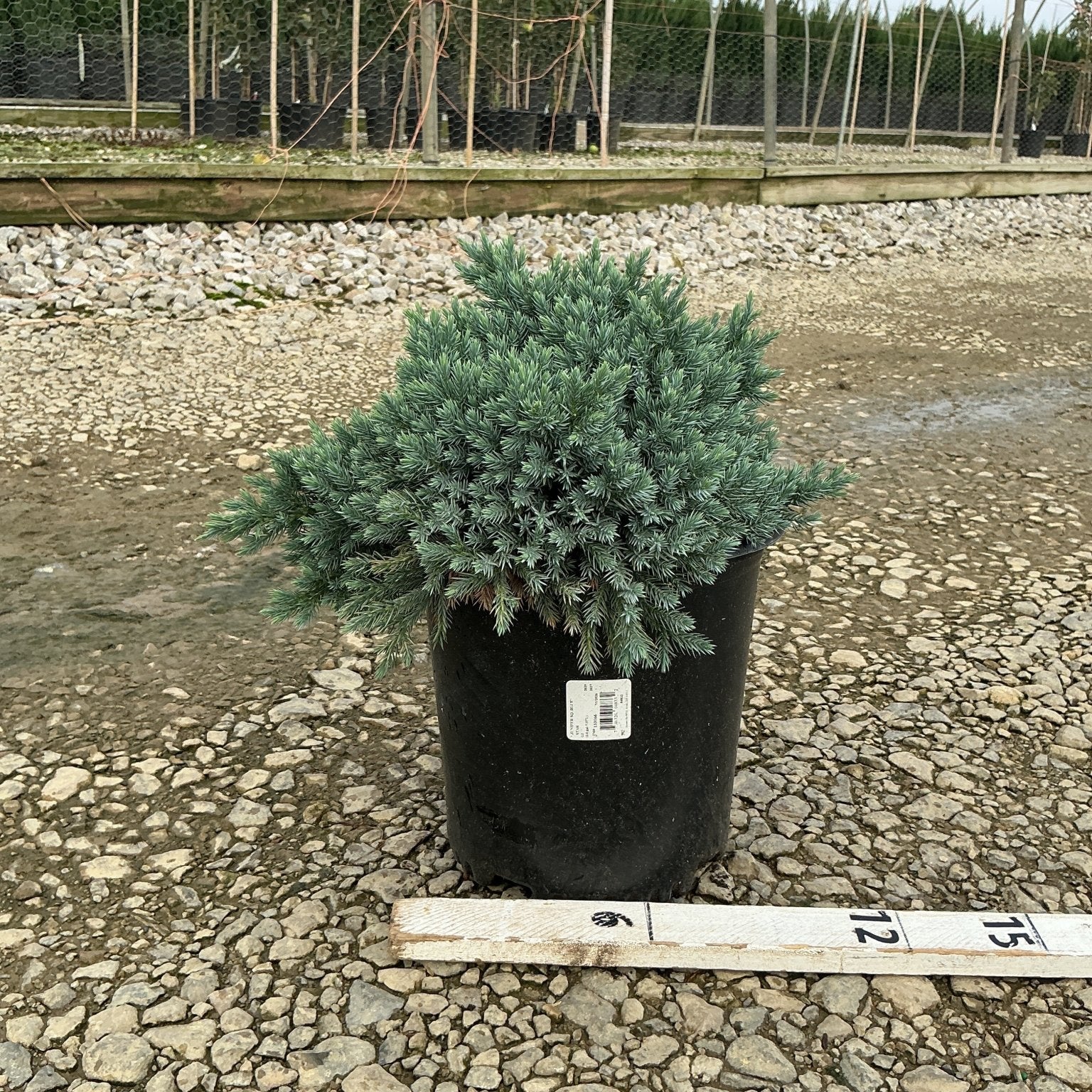 Blue Star Juniper in a #2 container showing dense blue-green foliage at a nursery, with a ruler indicating size.