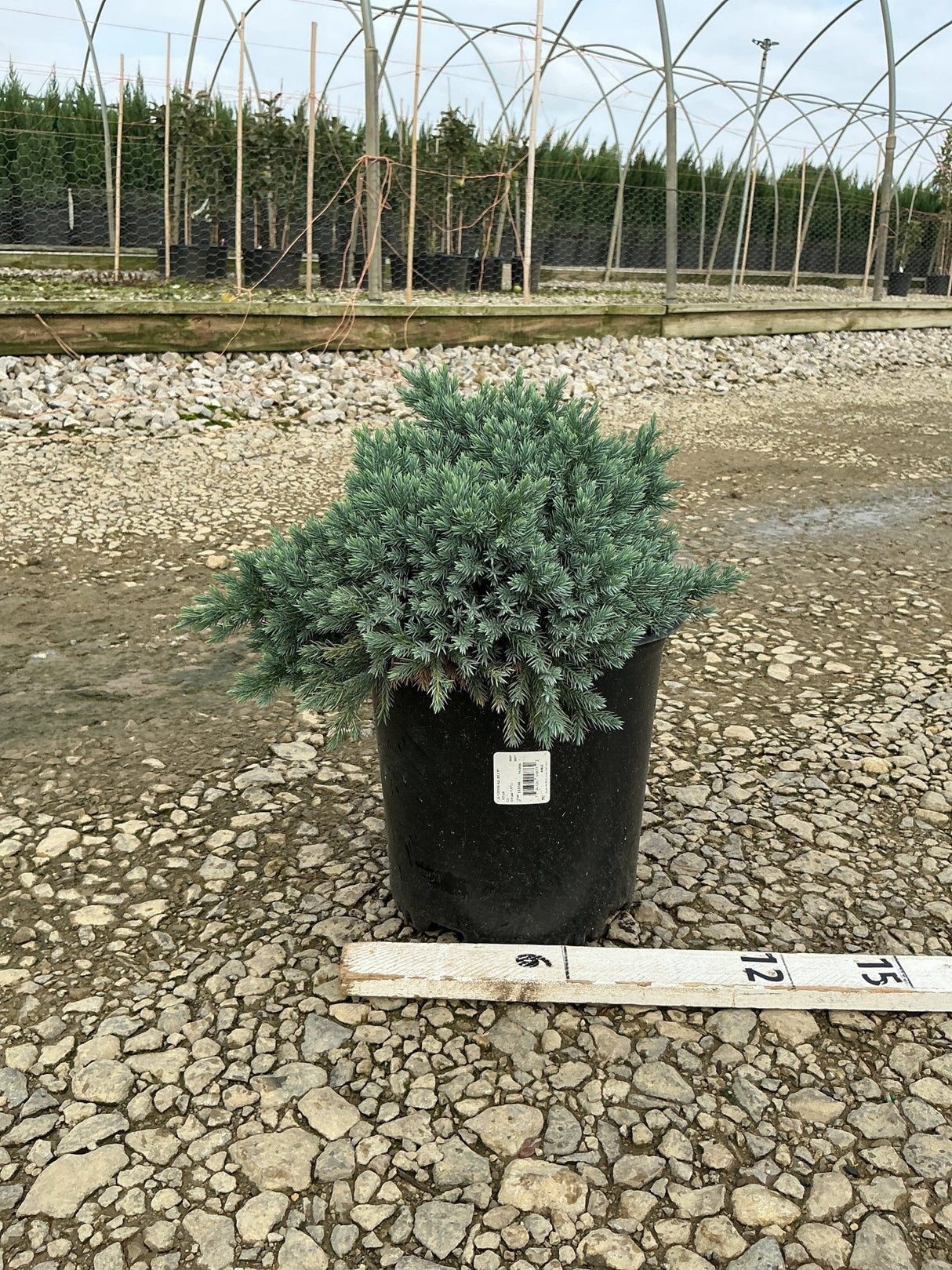 Blue Star Juniper in a #2 container showing dense blue-green foliage at a nursery, with a ruler indicating size.