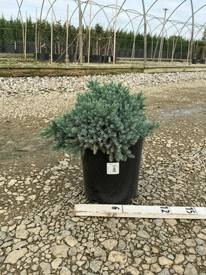 Blue Star Juniper in a #2 container showing dense blue-green foliage at a nursery, with a ruler indicating size.
