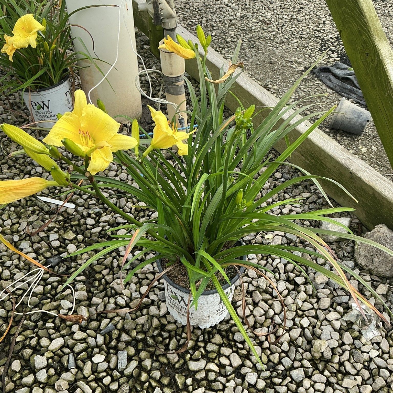 Rainbow Rhythm Going Bananas Daylily in a #1 container with bright yellow blooms on a gravel nursery surface.