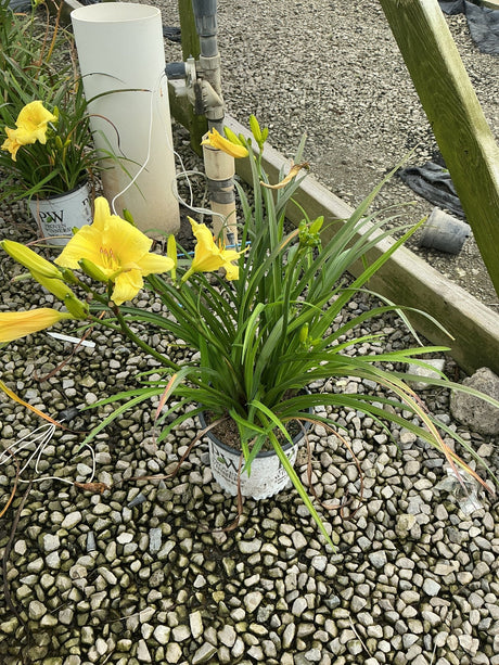 Rainbow Rhythm Going Bananas Daylily in a #1 container with bright yellow blooms on a gravel nursery surface.