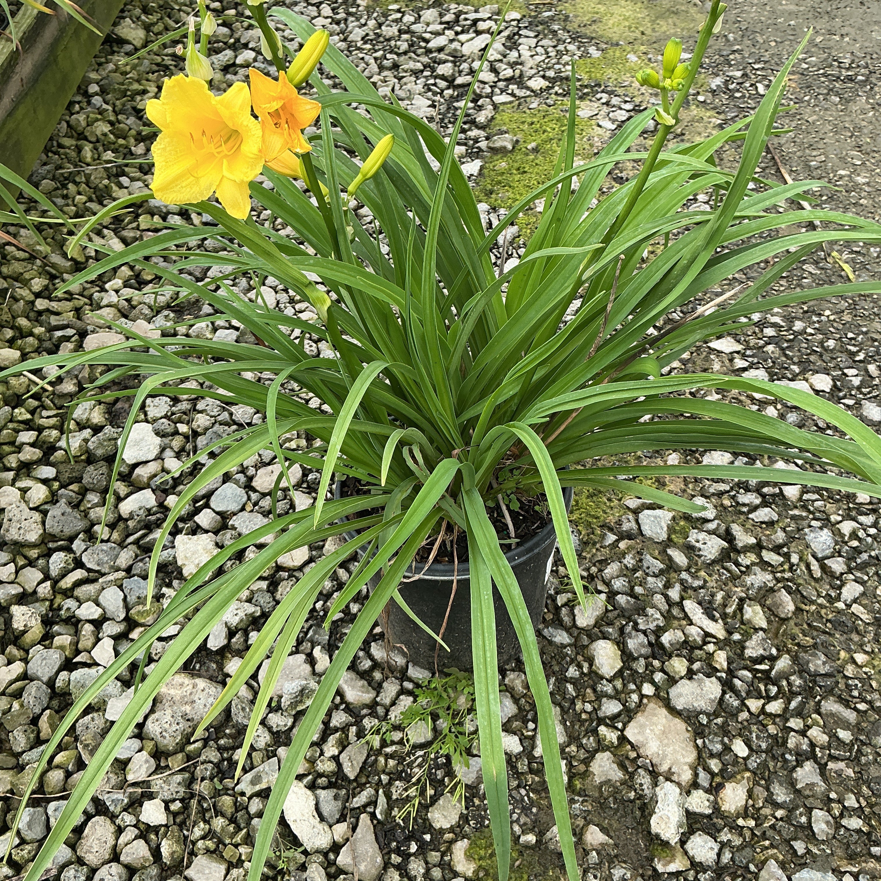 Happy Returns Daylily in a black nursery container with bright yellow blooms and long arching green foliage on gravel.